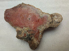 Load image into Gallery viewer, Petrified Wood