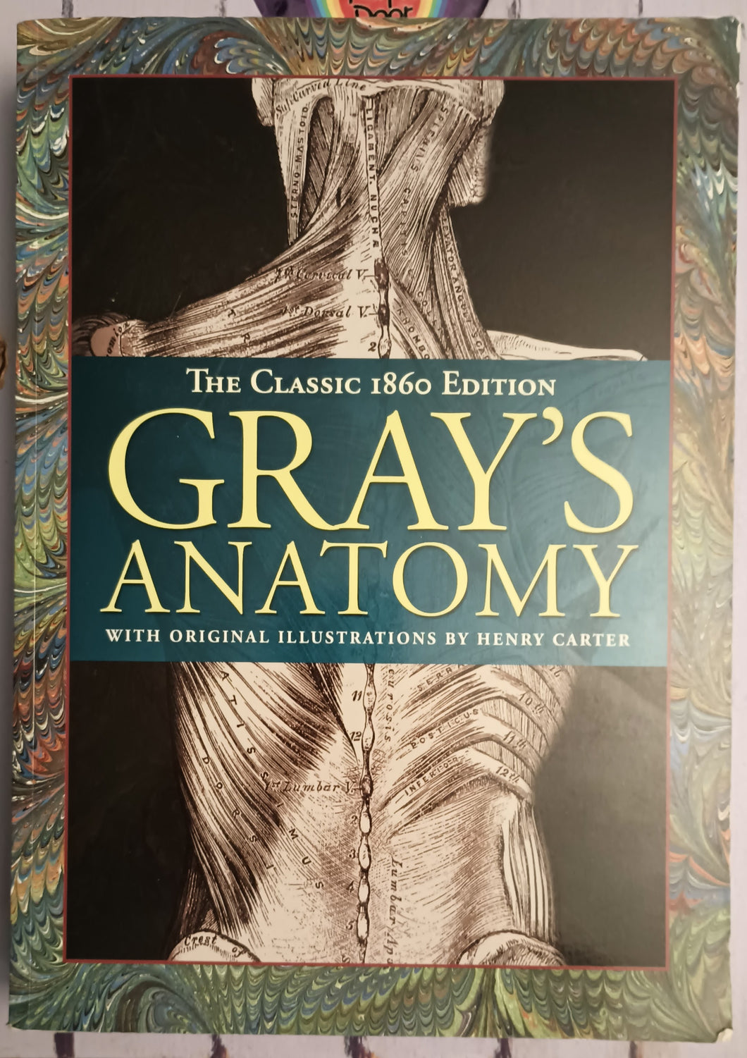 Gray's Anatomy