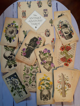 Load image into Gallery viewer, The Antique Anatomy Tarot
